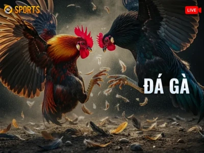 DA88 Đá Gà K-Sports